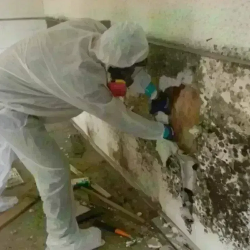 Mold Remediation and Removal in Darlington, SC